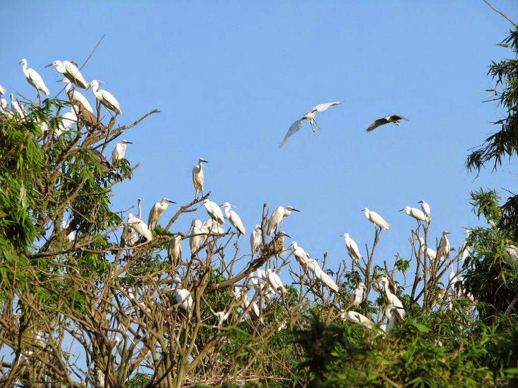 Bird Parks In Ca Mau – Best Places for Birdwatching